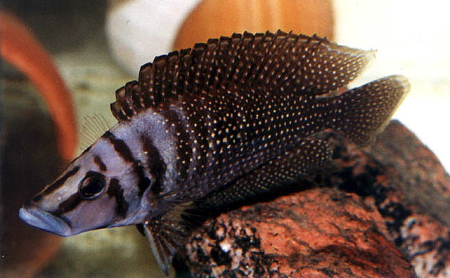 光头高身亮丽鱼(Altolamprologus calvus)