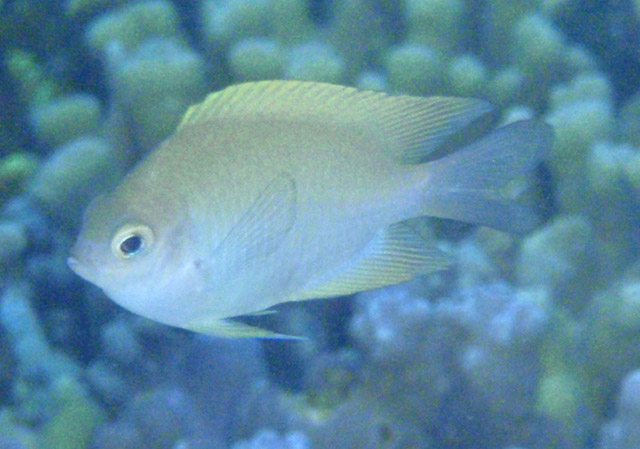 菲律宾高身豆娘鱼(Altrichthys curatus)