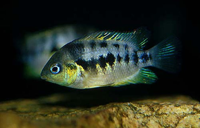 绿臀隠丽鱼(Amatitlania nanolutea)
