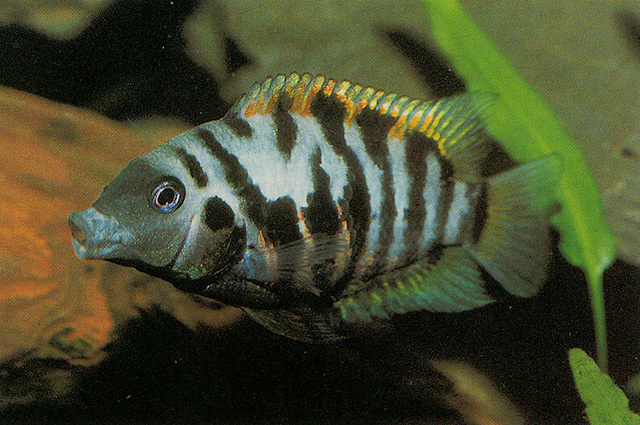黑带娇丽鱼(Amatitlania nigrofasciata)