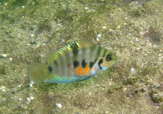 橘斑娇丽鱼(Amatitlania siquia)