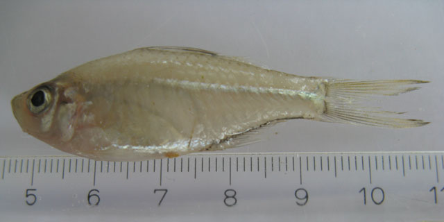 布鲁双边鱼(Ambassis buruensis)