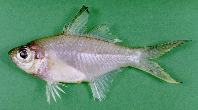 裸头双边鱼(Ambassis gymnocephalus)