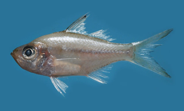 大棘双边鱼(Ambassis macracanthus)