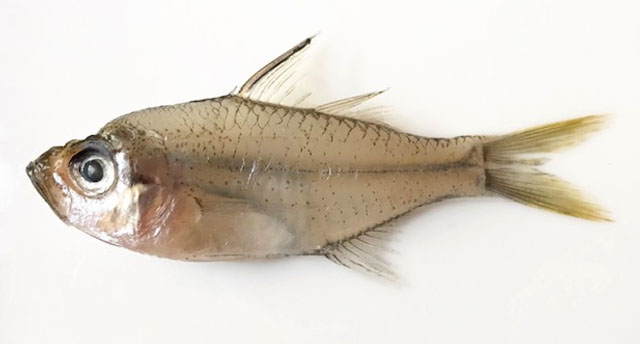 玛丽双边鱼(Ambassis marianus)