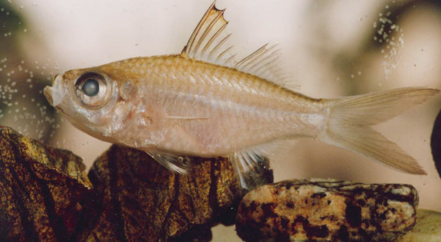 小眼双边鱼(Ambassis miops)