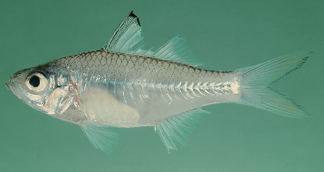 南非双边鱼(Ambassis natalensis)