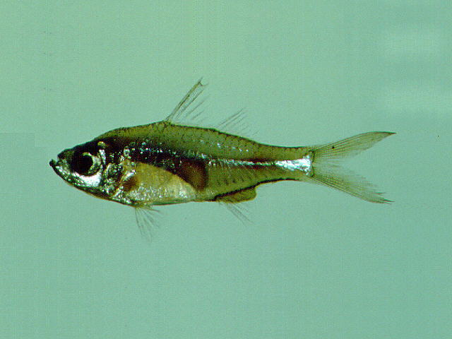 尾纹双边鱼(Ambassis urotaenia)
