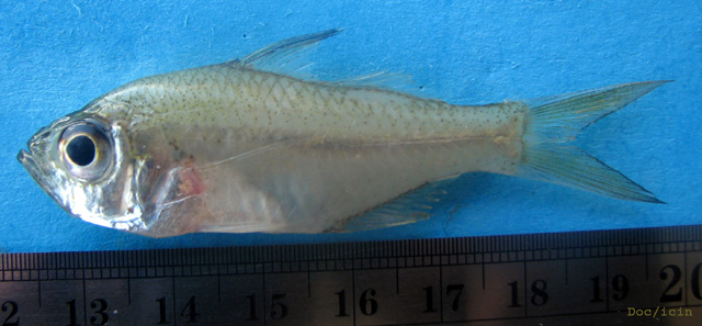 维氏双边鱼(Ambassis vachellii)