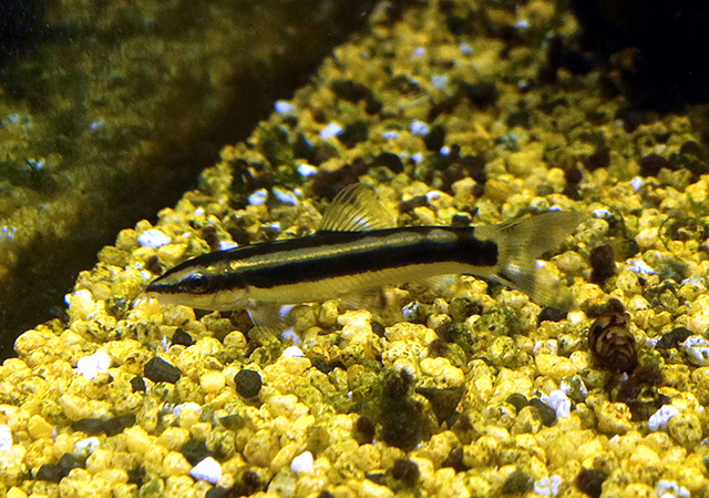 黑线安巴鳅(Ambastaia nigrolineata)
