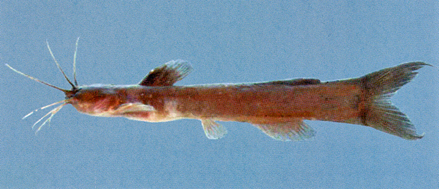 平首钝头鮠(Amblyceps platycephalus)