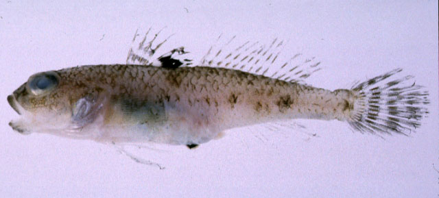 斑鳍钝尾虾虎(Amblychaeturichthys sciistius)