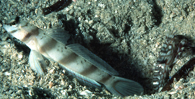 斜带钝塘鳢(Amblyeleotris diagonalis)