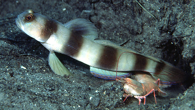 福氏钝塘鳢(Amblyeleotris fontanesii)