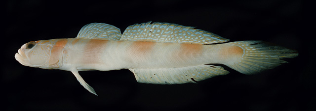 马克萨斯岛钝塘鳢(Amblyeleotris marquesas)