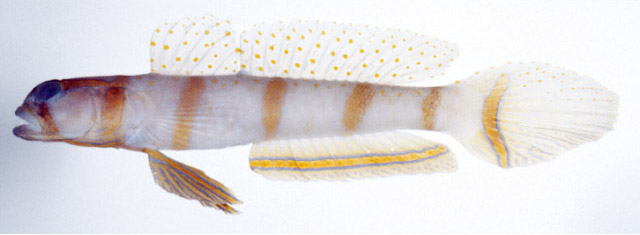 莫氏钝塘鳢(Amblyeleotris morishitai)