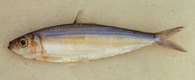平胸钝腹鲱(Amblygaster leiogaster)