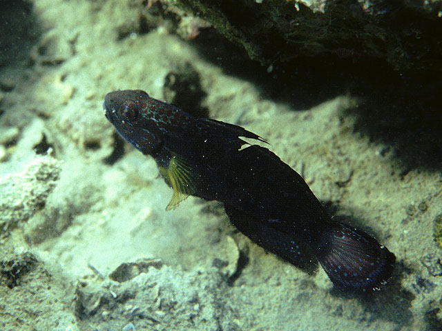 白条钝虾虎(Amblygobius albimaculatus)