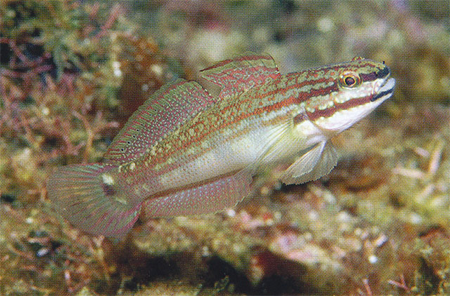 菲律宾钝虾虎(Amblygobius buanensis)