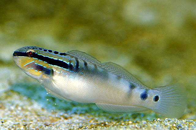 百瑙钝虾虎(Amblygobius bynoensis)