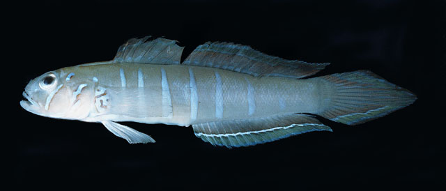 马氏钝虾虎(Amblygobius magnusi)