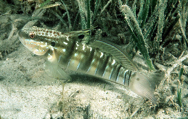 尾斑钝虾虎(Amblygobius phalaena)