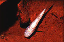 罗莎穴鲈(Amblyopsis rosae)