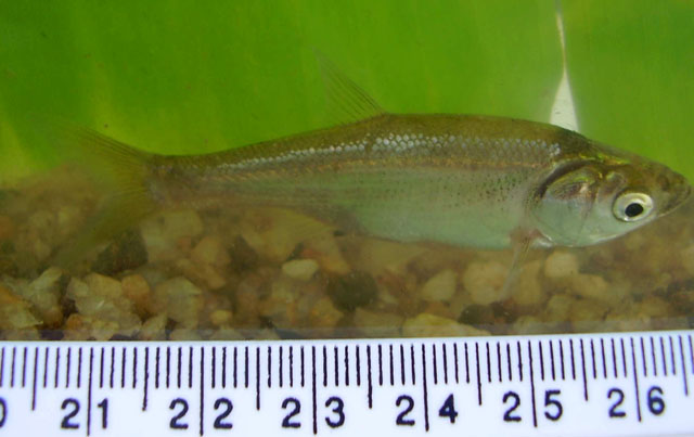 印度钝齿鱼(Amblypharyngodon melettinus)