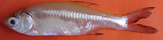 磨齿钝齿鱼(Amblypharyngodon mola)