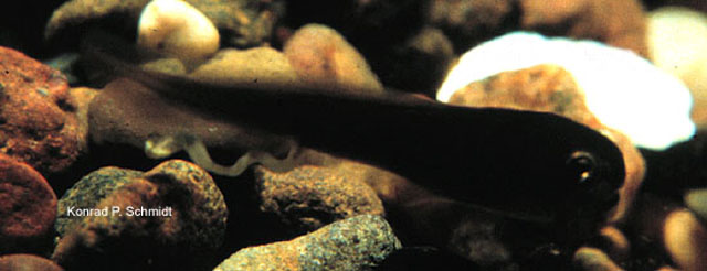 弓鳍鱼(Amia calva)