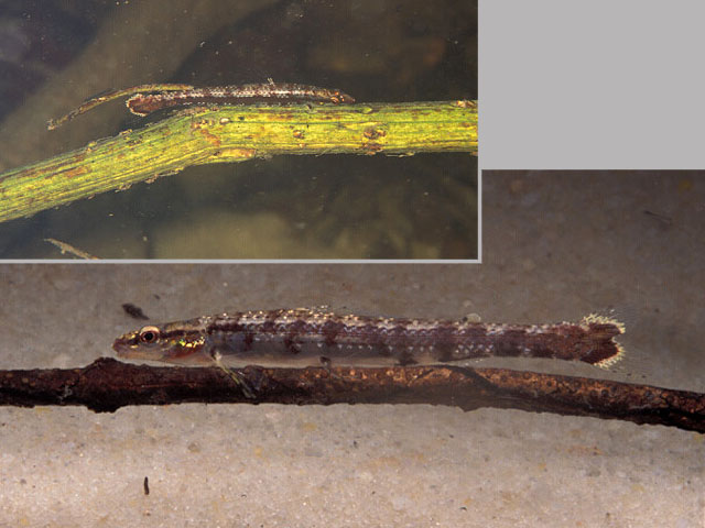 砂脂鲤(Ammocryptocharax elegans)