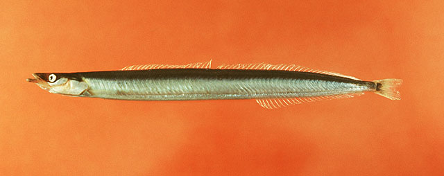 多椎玉筋鱼(Ammodytes dubius)