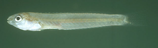 夏威夷砂栖唇鱼(Ammolabrus dicrus)