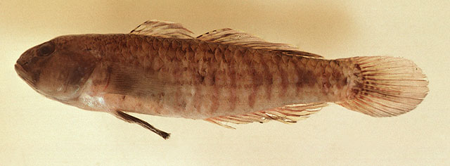 马达拉斯缰虾虎(Amoya madraspatensis)