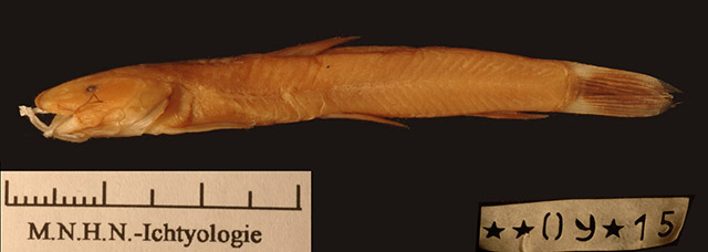 短体平鳍鮠(Amphilius brevis)