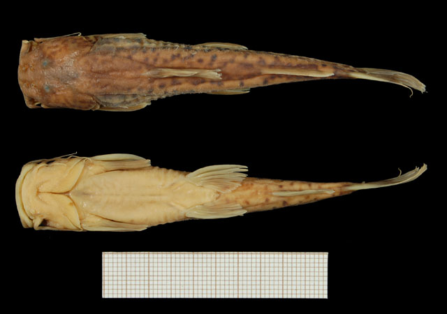 刚果平鳍鮠(Amphilius mamonekenensis)
