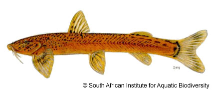 南非平鳍鮠(Amphilius natalensis)