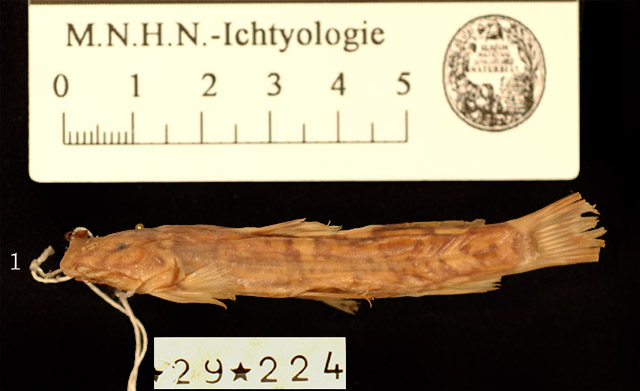 美丽平鳍鮠(Amphilius pulcher)