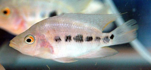 纵斑双冠丽鱼(Amphilophus xiloaensis)