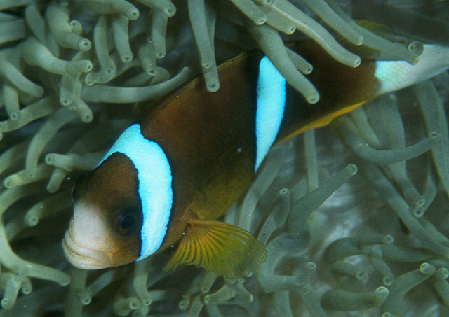 大堡礁双锯鱼(Amphiprion akindynos)