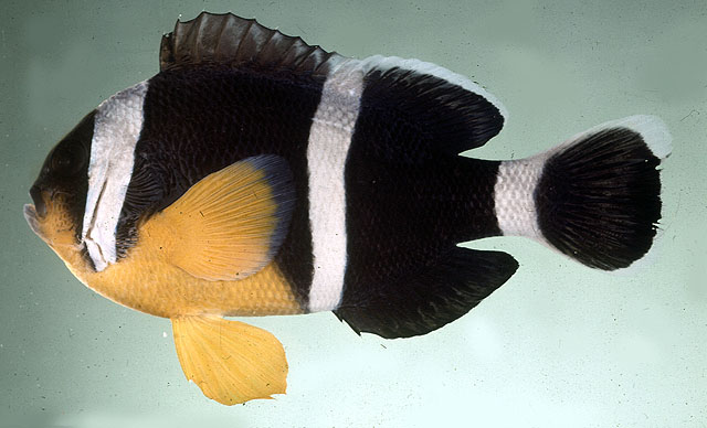 金腹双锯鱼(Amphiprion chrysogaster)