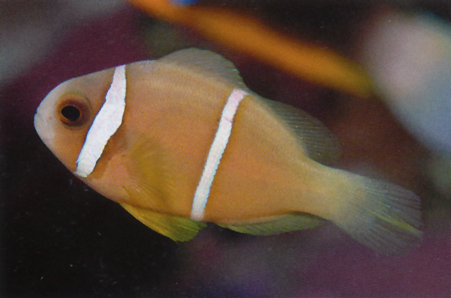 橙鳍双锯鱼(Amphiprion chrysopterus)