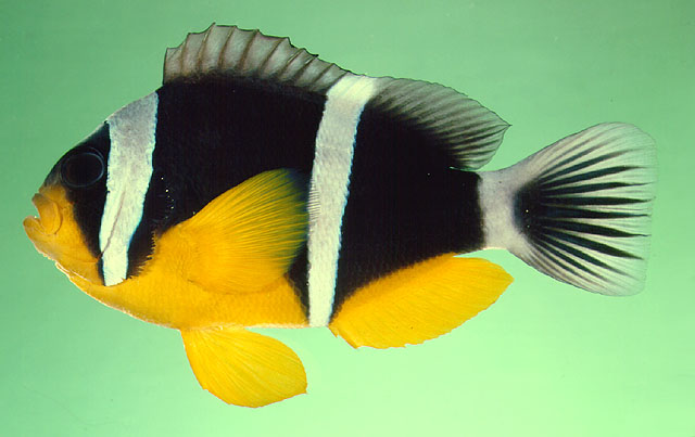 棕尾双锯鱼(Amphiprion fuscocaudatus)