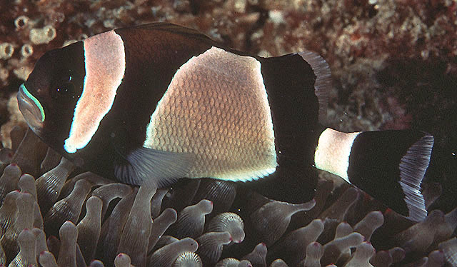 宽带双锯鱼(Amphiprion latezonatus)