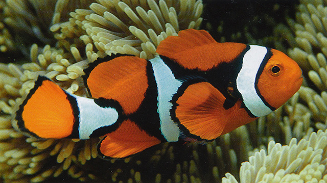 海葵双锯鱼(Amphiprion percula)