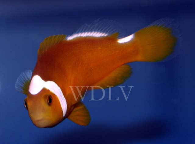 希氏双锯鱼(Amphiprion thiellei)