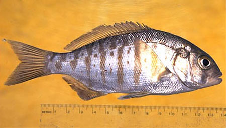 银双齿海鲫(Amphistichus argenteus)