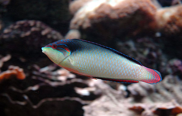 新几内亚阿南鱼(Anampses neoguinaicus)