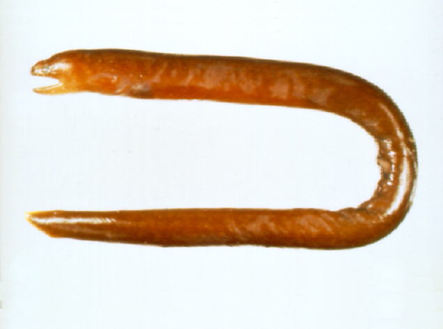 褐高眉鳝(Anarchias allardicei)