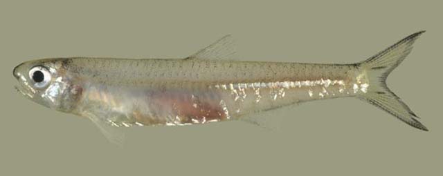 圭亚那小公鱼(Anchoviella guianensis)